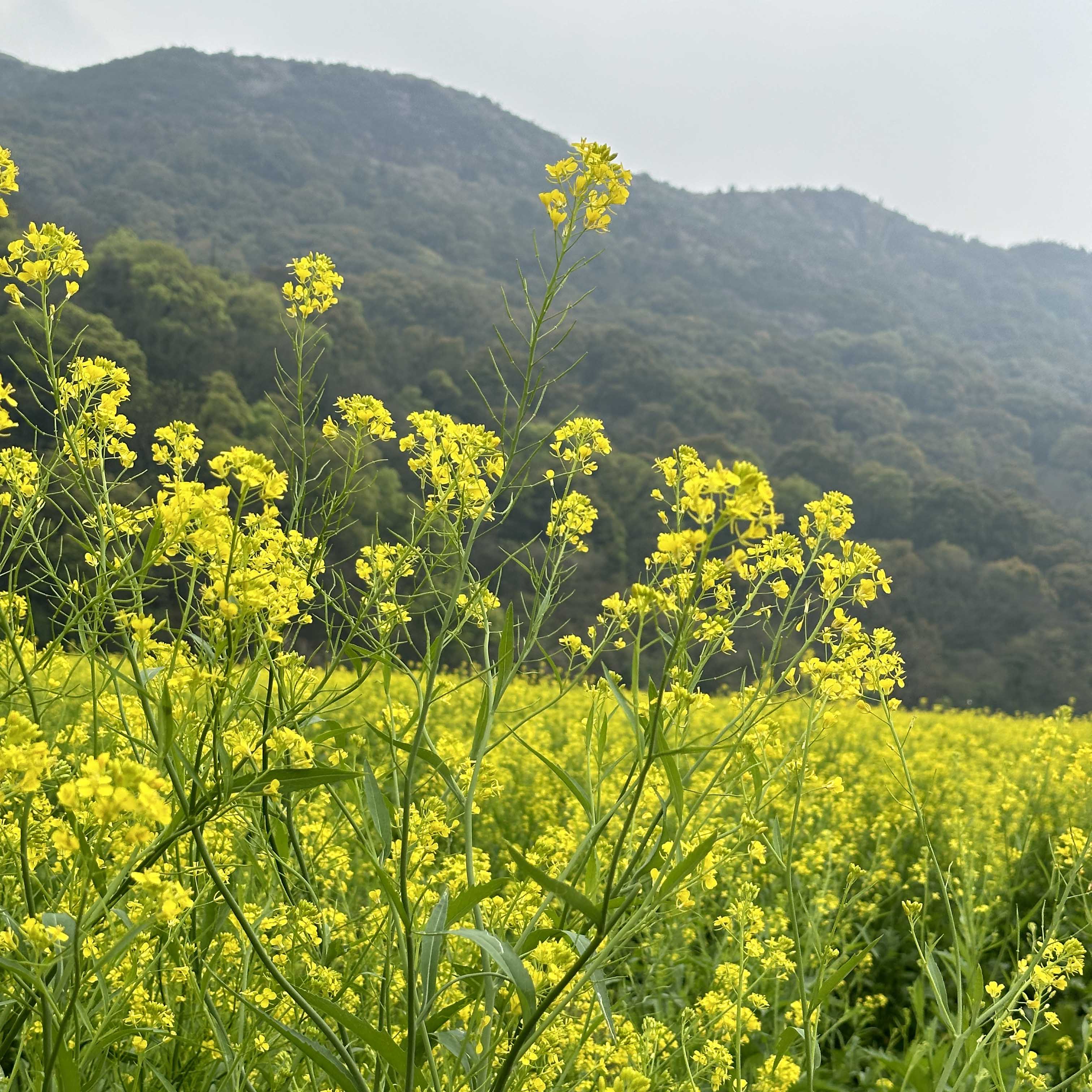 The Scenery of Rapeseed Flowers in April